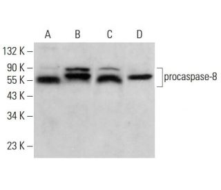 caspase-8 Antibody (8CSP02) - Western Blotting - Image 375938 