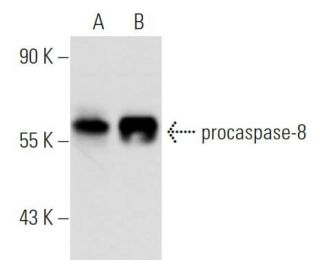 caspase-8 Antibody (FLICE4-1-20) - Western Blotting - Image 14609 