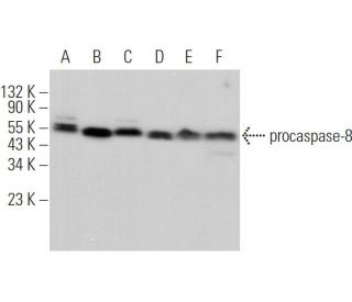 caspase-8 Antibody (4.1.20) - Western Blotting - Image 375944