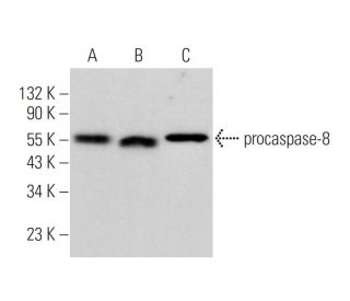 caspase-8 Antibody (8CSP02) - Western Blotting - Image 375943