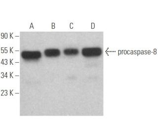 caspase-8 p18 Antibody (D-7) - Western Blotting - Image 354610 
