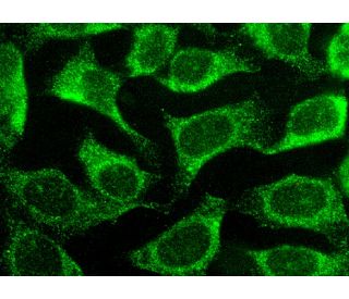 caspase-8 p18 Antibody (E-8) - Immunofluorescence - Image 145440 