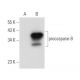 caspase-8 p18 Antibody (E-8) - Western Blotting - Image 72372 
