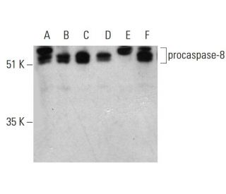 western blotting image from recommended caspase-8 (8CSP03) monoclonal antibody replacement. Image 388001