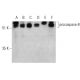 western blotting image from recommended caspase-8 (8CSP03) monoclonal antibody replacement. Image 388001