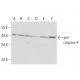caspase-9 Antibody (4E31) - Western Blotting - Image 17125 