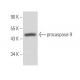 caspase-9 Antibody (4E31) - Western Blotting - Image 17668