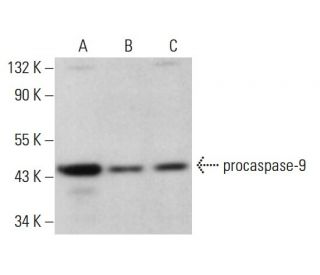 caspase-9 Antibody (4E31) - Western Blotting - Image 379980 