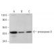 caspase-9 Antibody (4E31) - Western Blotting - Image 379980 