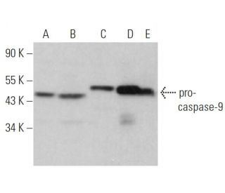caspase-9 Antibody (9CSP01) - Western Blotting - Image 360882 