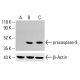 caspase-9 Antibody (9CSP01) - Western Blotting - Image 413381 