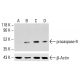 caspase-9 Antibody (9CSP01) - Western Blotting - Image 413382