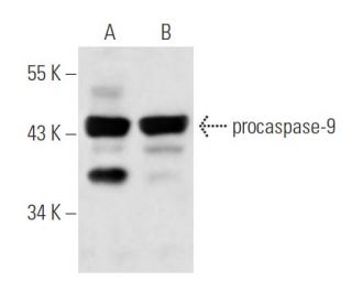 caspase-9 Antibody (9CSP02) - Western Blotting - Image 17801