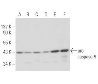 caspase-9 Antibody (9CSP03) - Western Blotting - Image 17126 