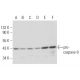 caspase-9 Antibody (9CSP03) - Western Blotting - Image 17126 