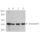 caspase-9 Antibody (9CSP03) - Western Blotting - Image 352773 