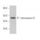 caspase-9 Antibody (9CSP03) - Western Blotting - Image 360881