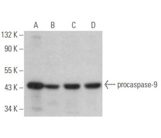 caspase-9 Antibody (9CSP03) - Western Blotting - Image 352773 