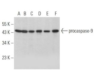 caspase-9 p10 Antibody (F-7) - Western Blotting - Image 352784 