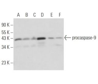 western blotting image from recommended caspase-9 (96.1.23) monoclonal antibody replacement. Image 16448
