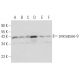 western blotting image from recommended caspase-9 (96.1.23) monoclonal antibody replacement. Image 16448