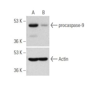 caspase-9 siRNA (h): sc-29931. Western blot analysis of procaspase-9... 