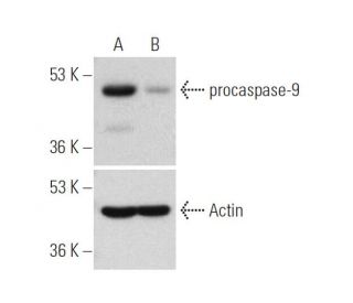 caspase-9 siRNA (h): sc-29931. Western blot analysis of procaspase-9 expression in non-transfected control (A) and caspase 