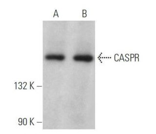 CASPR Antibody (A-3) - Western Blotting - Image 358986 