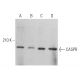 CASPR Antibody (E-8) - Western Blotting - Image 364387