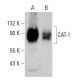 CAT-1 Antibody (F-2) - Western Blotting - Image 364817 
