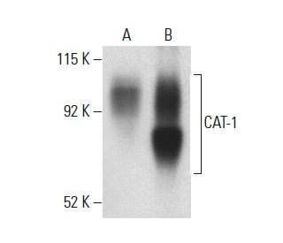 CAT-1 Antibody (F-2) - Western Blotting - Image 399332