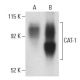 CAT-1 Antibody (F-2) - Western Blotting - Image 399332