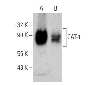 CAT-1 Antibody (F-2) - Western Blotting - Image 364817SAM Transcription Activation: SAM system utilizing dCas9-VP64, MS2-P65-HSF1, and sgRNA for precise gene transcription activation.