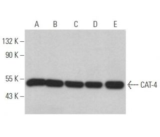 CAT-4 Antibody (B-2) - Western Blotting - Image 369009 