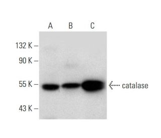western blotting image from recommended catalase (H-9) monoclonal antibody replacement. Image 137520