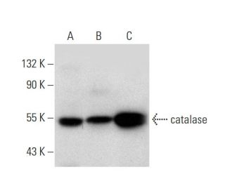 catalase Antibody (H-9)