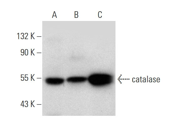 catalase Antibody H 9 SCBT Santa Cruz Biotechnology