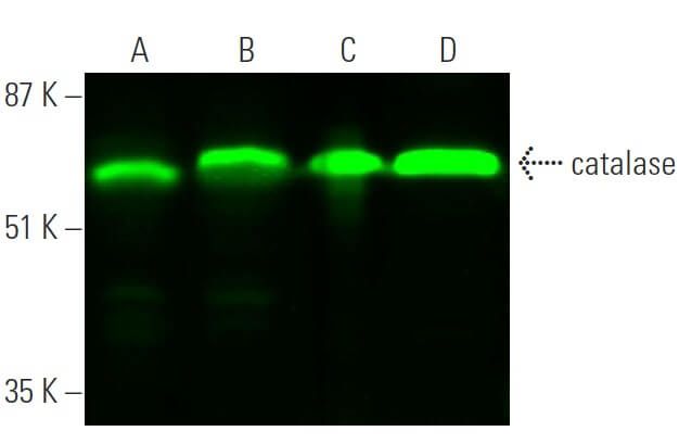 チャコ　COVOバージョン3 catalase-antibody-h-9-western-
