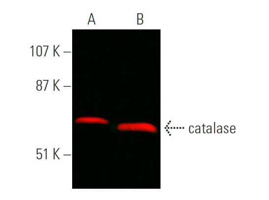 catalase Antibody (H-9) | SCBT - Santa Cruz Biotechnology