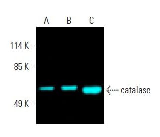 catalase Antibody (H-9) - Western Blotting - Image 396326