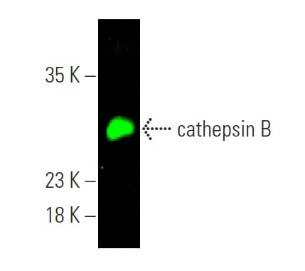 cathepsin B Antibody (H-5) | SCBT - Santa Cruz Biotechnology cathepsin B Antibody (H-5) | SCBT - Santa Cruz Biotechnology