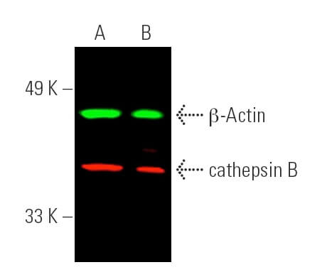 cathepsin-b-antibody-h-5- cathepsin-b-antibody-h-5-