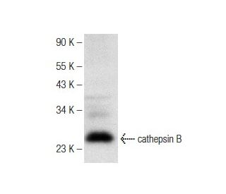 western blotting image from recommended cathepsin B (H-5) monoclonal antibody replacement. Image 142600