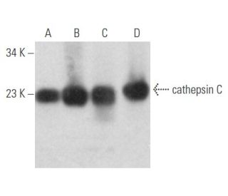 cathepsin C Antibody (D-6) - Western Blotting - Image 356145 