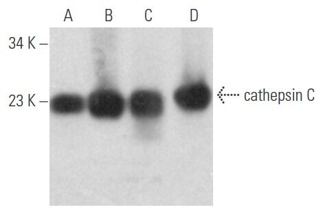 cathepsin C Antibody (D-6) | SCBT - Santa Cruz Biotechnology