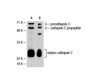 cathepsin C Antibody (D-6) - Western Blotting - Image 30313