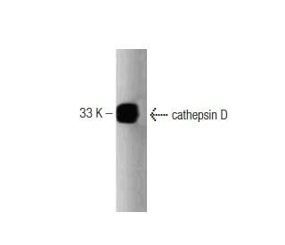 cathepsin D Antibody (49) - Western Blotting - Image 127472
