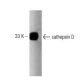 cathepsin D Antibody (49) - Western Blotting - Image 127472