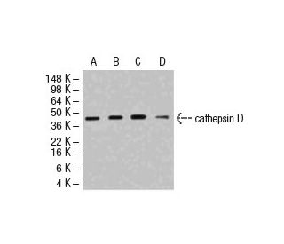 cathepsin D Antibody (4G2) - Western Blotting - Image 47912