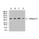 cathepsin D Antibody (4G2) - Western Blotting - Image 47912